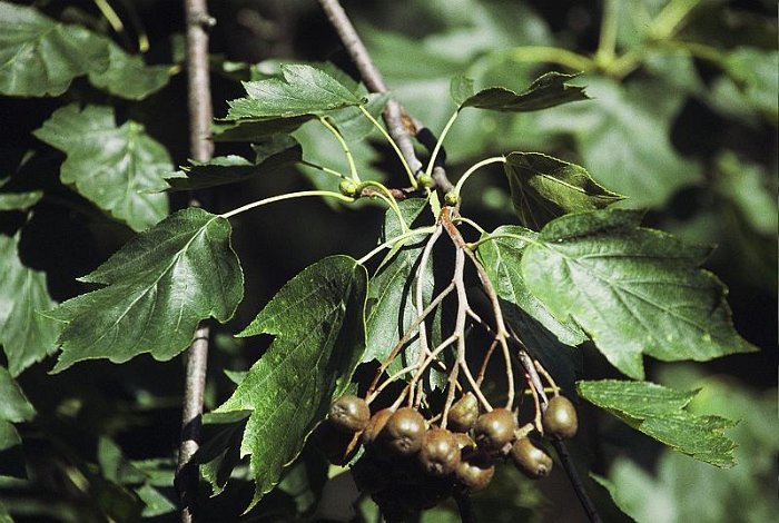Sorbus torminalis (2)